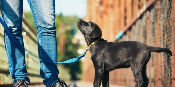 Black Lab puppy on blue leash looking up at their owner during training