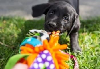 Black Lab puppy playing tug with colorful rope toy 350 canva