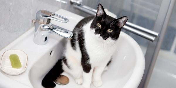 Black and white cat sitting in clean sink