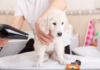 blow drying dog after bath