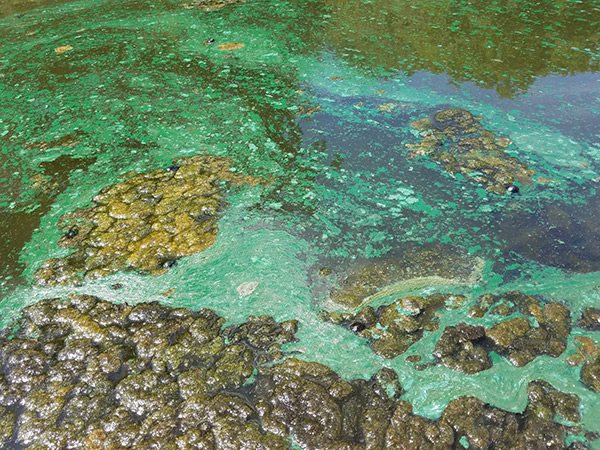 Blue-Green Algae in Water – Not Safe for Dogs or People