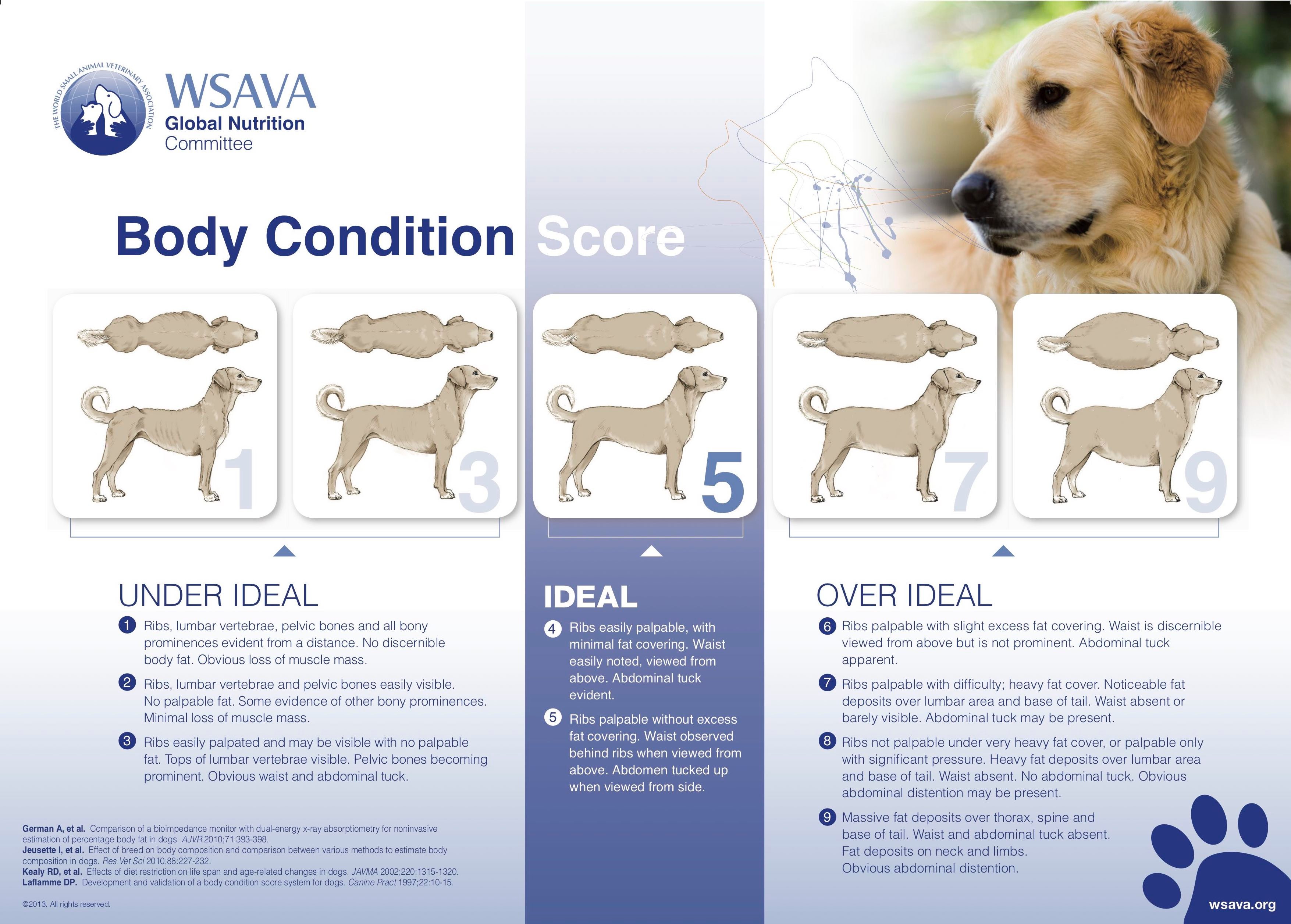 Body Condition Score Sheet for Dog
