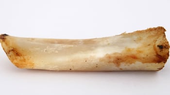 Bone Bone that is too hard for dog teeth