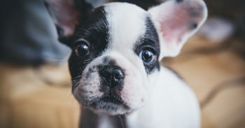 Boston terrier puppy