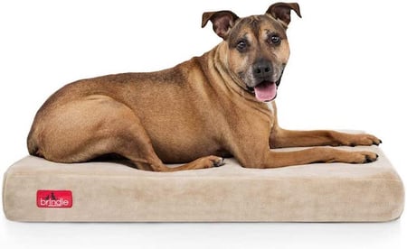 What To Put And Not Put In Your Dog S Crate
