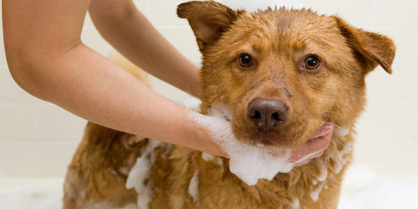 Brown dog getting a bath