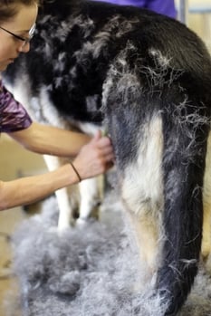 groomer brushing out a dog
