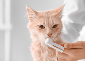 Brushing your cats teeth