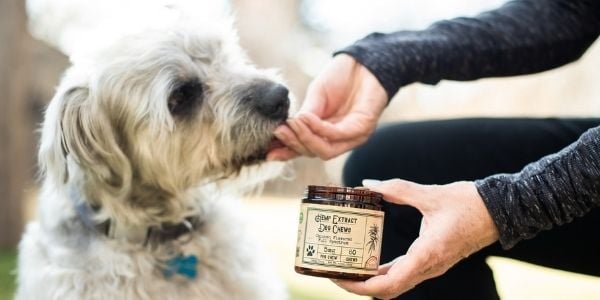 CBD dog treat chews