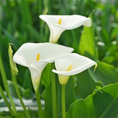 Calla Lily White