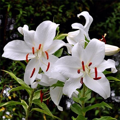 Casa Blanca Lily