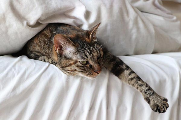 cat in hotel bed