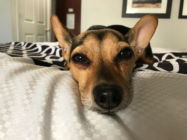 dog-sleep-on-bed