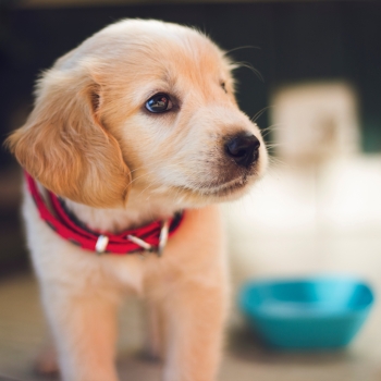 buy a puppy