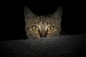壁を覗く猫の暗い