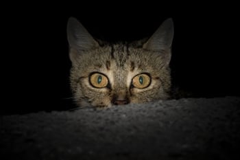 Cat Dark Peeking Over Wall Cat Dark Peeking Over Wall