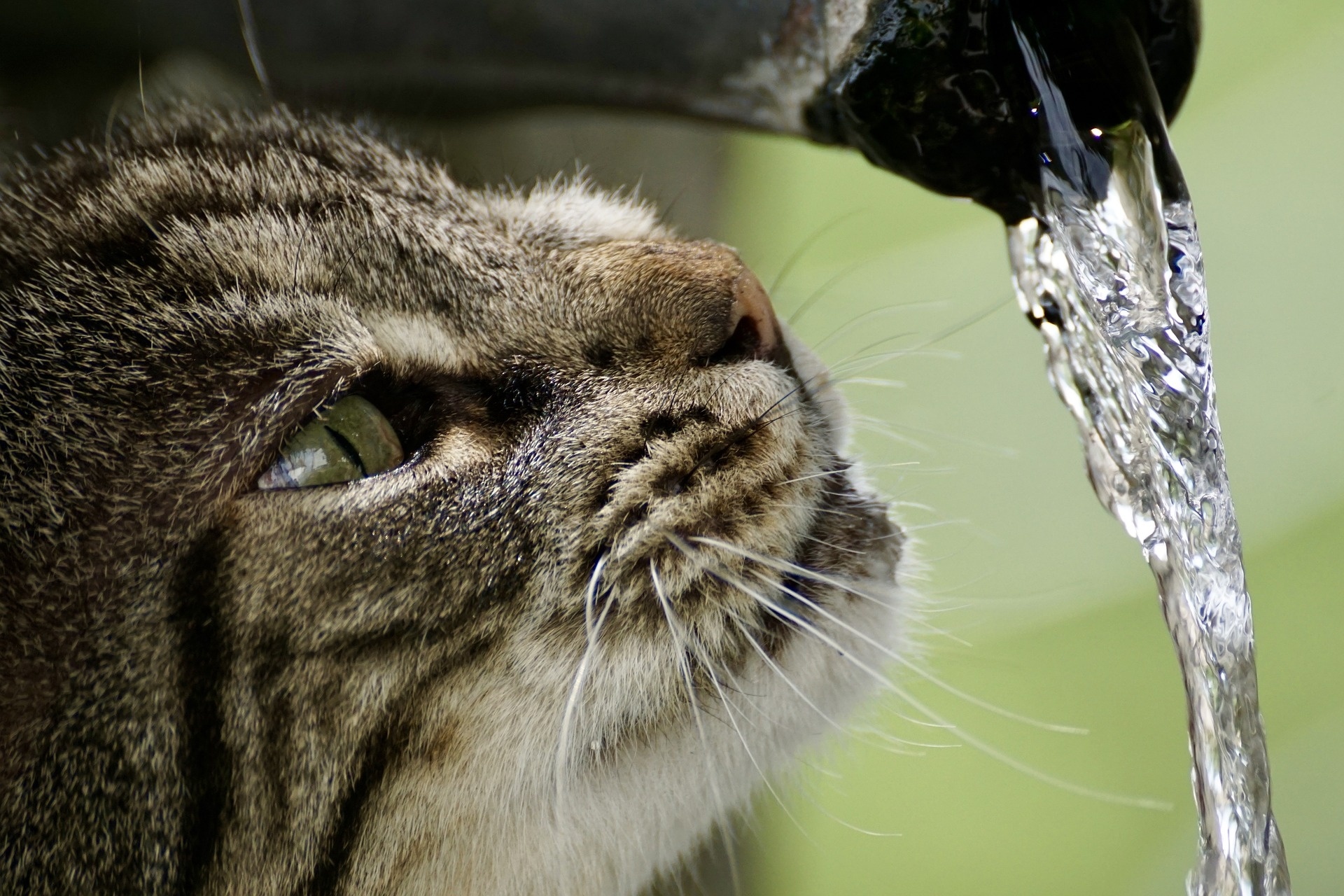 cat is drinking water but not eating