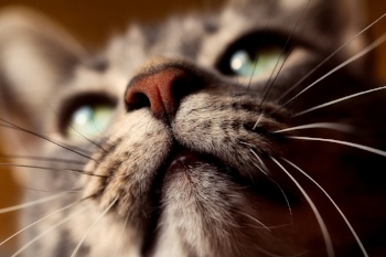 cat whiskers close up