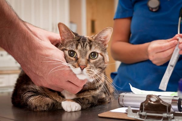 Cat at Vet on Table