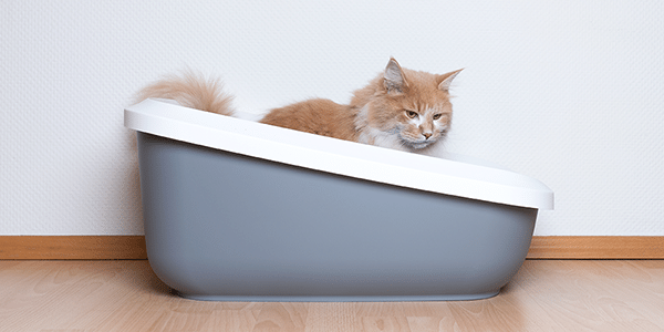 Cat constipated in litter box-600x300-DP-1