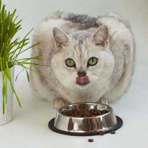 Cat eating food from bowl