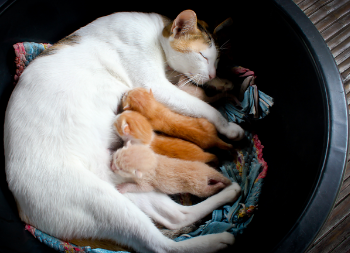 Cat feeding kittens