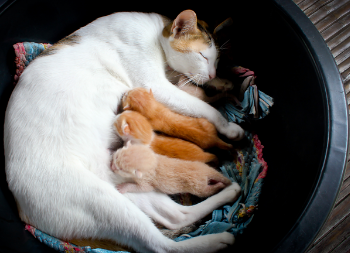 Cat nursing kittens