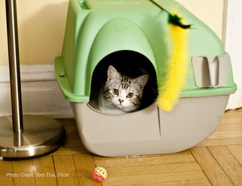 Cat in Covered Litter Box-614172-edited.jpg