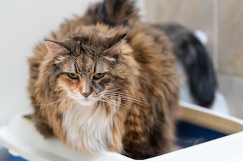 Cat in Litter Box