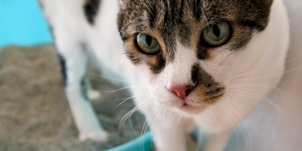 Cat in a litter box