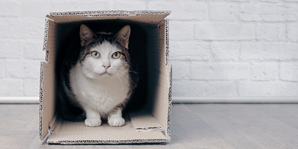 cat hiding in box