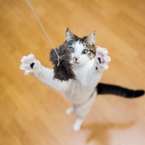 Cat jumping to catch a cat toy lure on a string