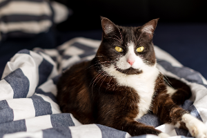 Cat laying on blanket