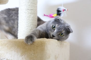 Cat on Cat Tower With Feather