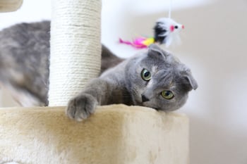 Cat on Cat Tower With Feather Cat on Cat Tower With Feather
