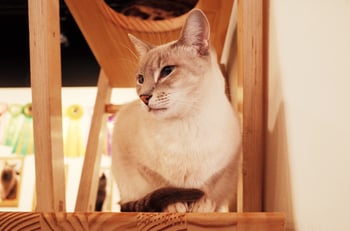 Cat on Cat Tower Cat on Cat Tower