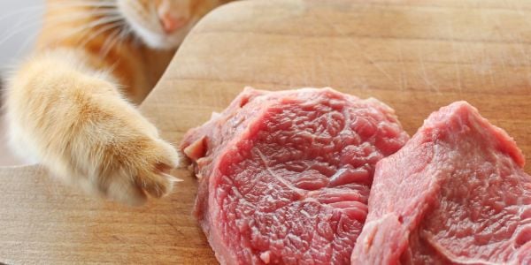 Cat paw swipping at a piece of raw meat on the counter