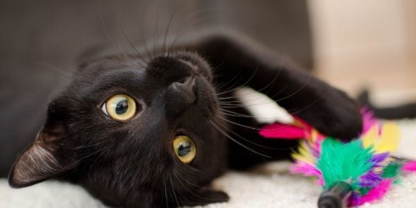 beautiful black cat laying - how to clean cat pee and poop