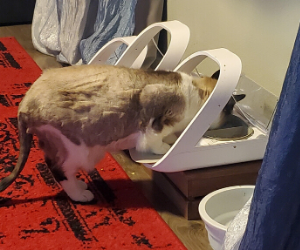 Cat using raised feeder