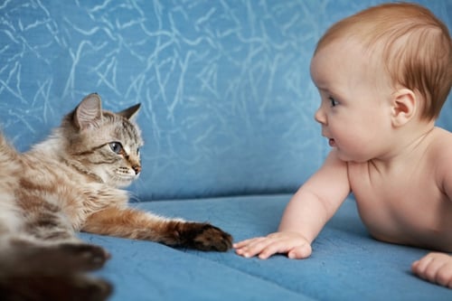 Gato con bebé en el sofá