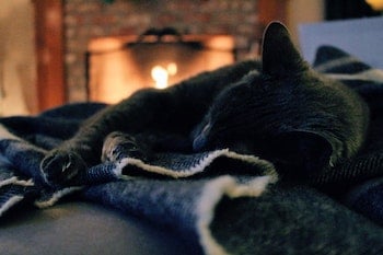 Cat-Asthma-Home-Heating.jpg Cat-Asthma-Home-Heating.jpg