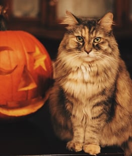 cat standing next to carved pumpkin