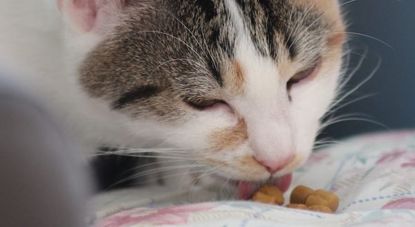 Cat Eating Kibble on a Blanket