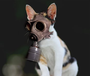 bad cat odors