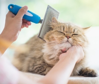 Cat Getting Brushed Cat Getting Brushed