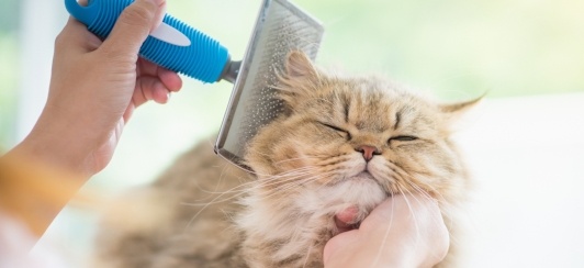 Cat getting brushed