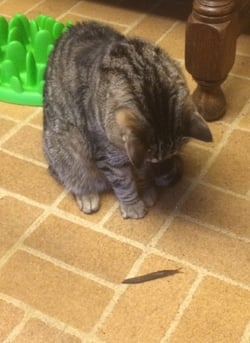 Cat-Smudge-Slug