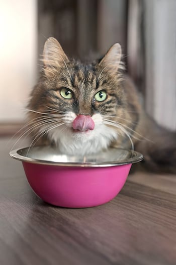 My Cat Won't Eat! How to Stimulate Your Cat's Appetite
