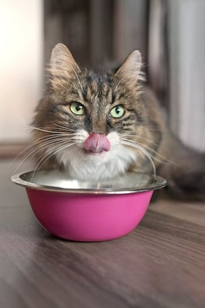kucing makan di atas mangkuk merah muda