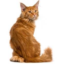 cat body condition test their back and ribs